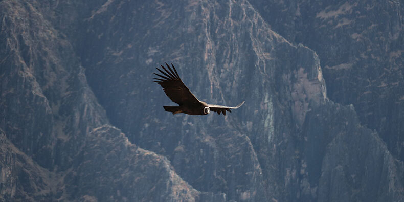 como llegar al cañon del colca