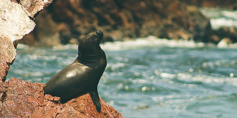 reserva nacional de paracas - isla ballesta