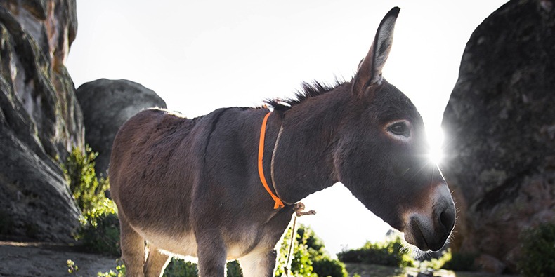 burro en marcahuasi