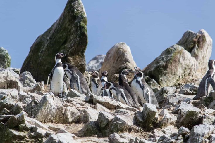 Como Ir de Lima para Paracas pinguins