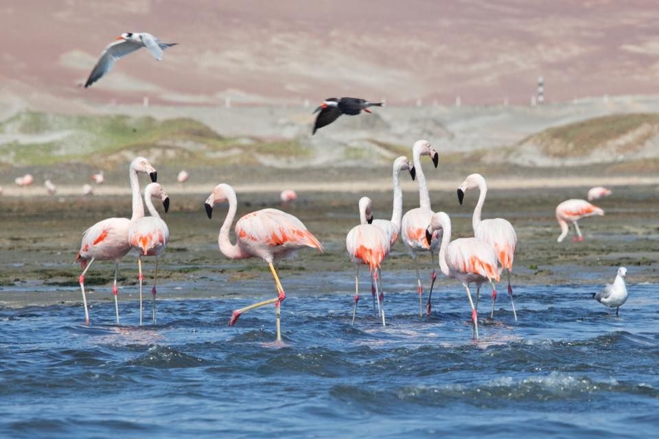 Bus Lima Huacachina - Flamingos